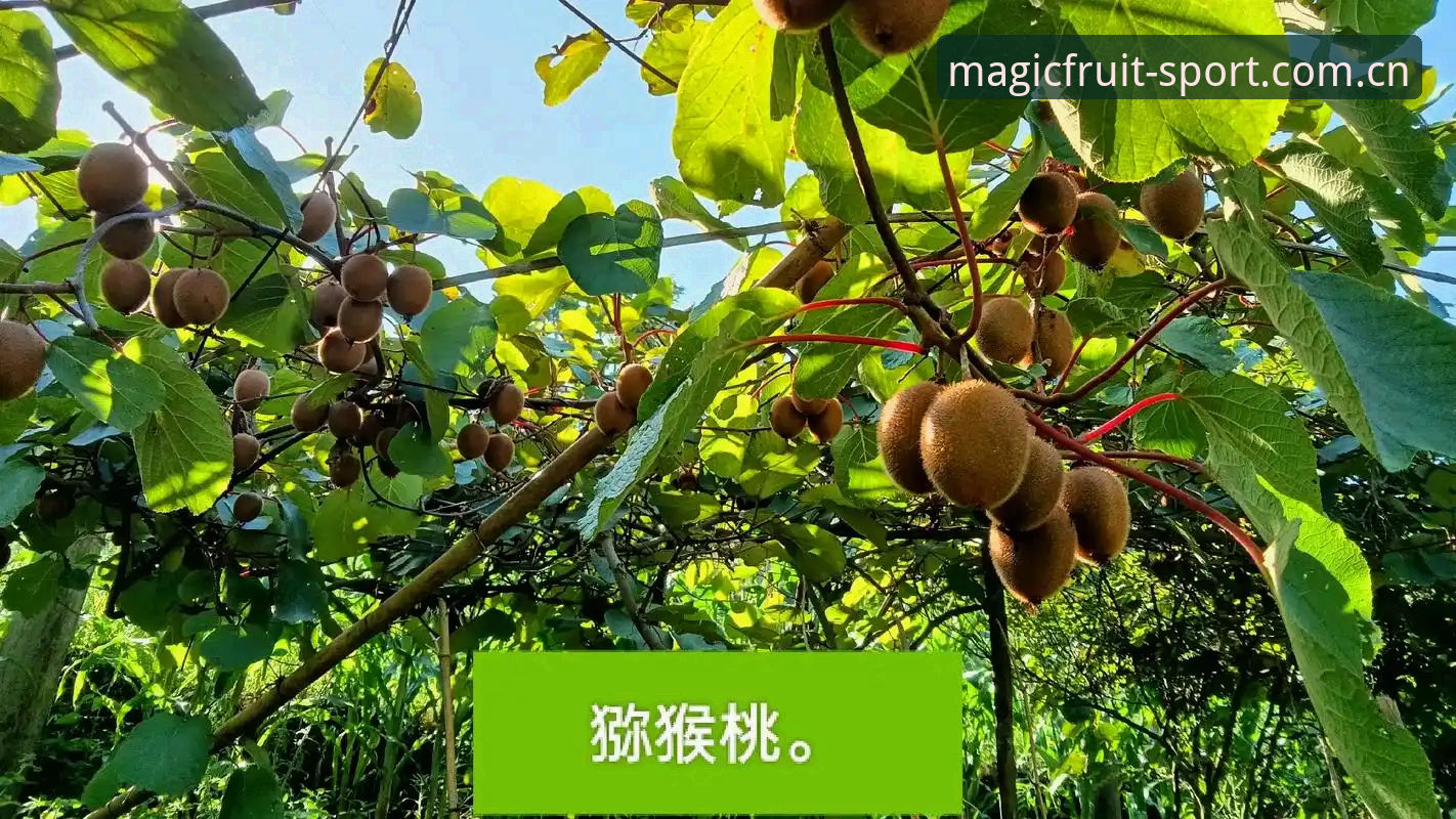 奇异果体育下载实用指南：从安装到使用的完整经验分享